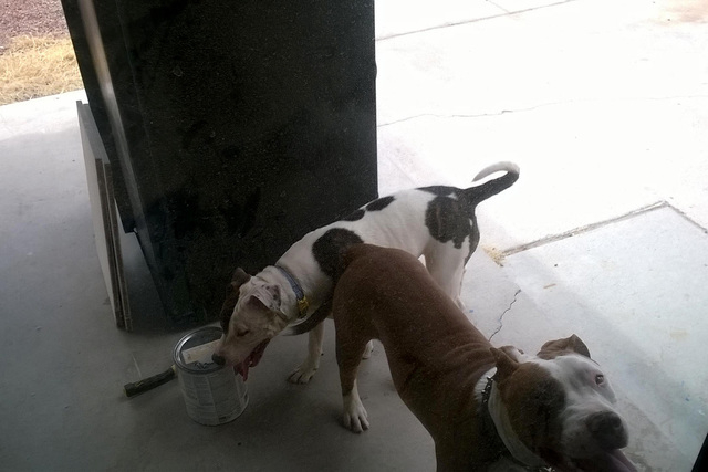 Two pit bulls stand outside an east valley residence on the 4700 block of Sheppard Drive, where home owner Isidro Ramirez said he was attacked. (Courtesy: Isidro Ramirez)