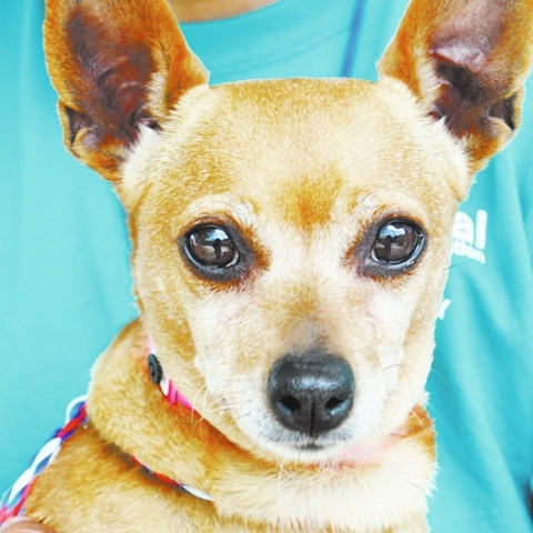 Angel, The Animal Foundation: Angel (ID No. A842377) is an 8-year-old spayed female dachshund mix. “My name is Angel, and I promise to live up to my name. I’m a plump older lady with a need fo ...