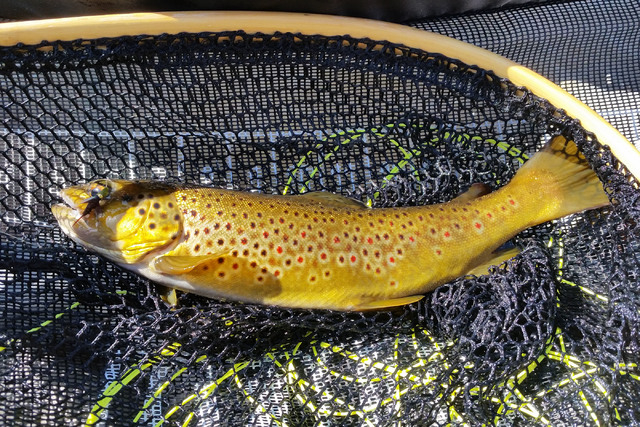 This German brown trout was hiding in hole below a tree at Eagle Valley Reservoir when it took a Prince Nymph cast by the author. (C. Douglas Nielsen)