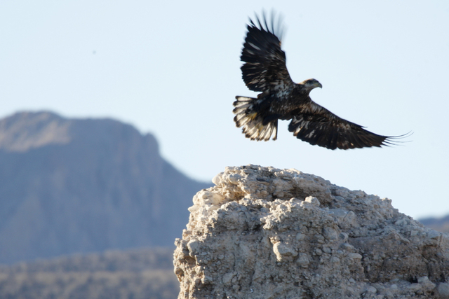 The Lake Mead National Recreation Area plans a lecture on endangered species in the Mojave Desert at 11:30 a.m. and 1 p.m. June 20 and 21 at the visitor center, 601 Great Basin Highway. Admission  ...