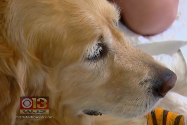 Figo is recovering at Middlebranch Veterinary.  (Screengrab, CBS Baltimore/NDN)