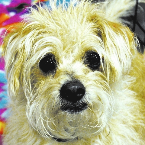 Pokie, Happy Home: I am a young 8-year-old cairn terrier mix. I lost my home when my owner died. I get along with other dogs, but I’m not sure about cats. I am dog door-trained and also crate-tr ...