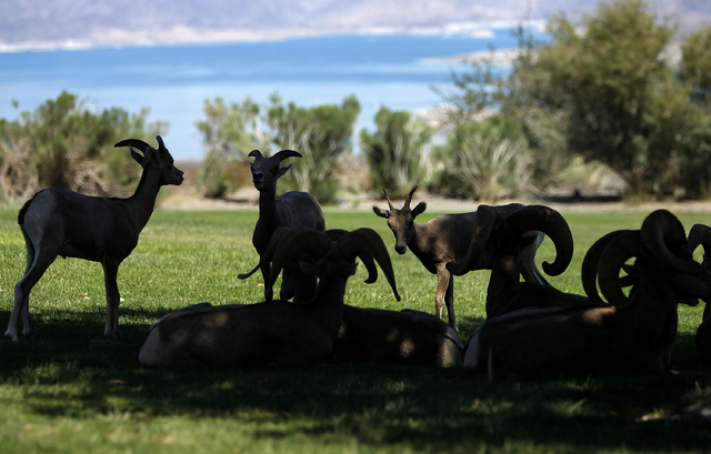 Bighorn sheep graze in Hemenway Park in Boulder City, Nev. Wednesday, Sept. 4, 2013. (John Locher/Las Vegas Review-Journal)