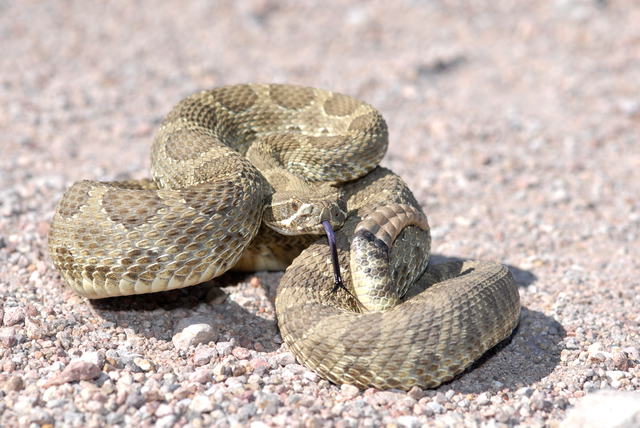 Arizona Mojave Rattlesnake (Thinkstock)