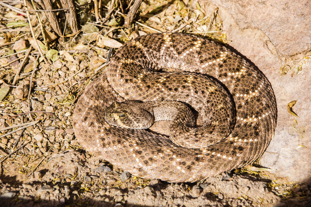 Desert Rattlesnake (Thinkstock)