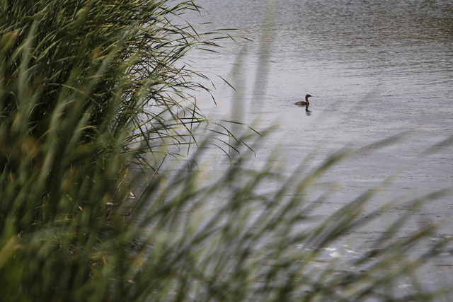 A duck is seen in the Las Vegas Wash in the Clark County Wetlands Park on Thursday, June 4, 2015, in Las Vegas. Almost every drop of water used indoors in the valley is recycled. (James Tensuan/La ...