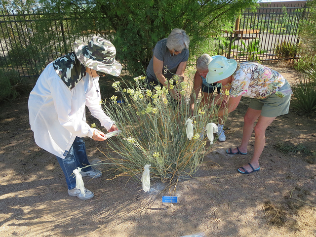The Monarch Watch Organization received one cup of rare desert native Milkweed seeds from  University of Nevada Cooperative Extension Master Gardener Anne Marie Lardeau. In 2014, Lardeau spoke via ...