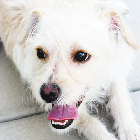 Ozzie, The Animal Foundation: My name is Ozzie (ID No. A845269), and I'm an 11-month-old neutered male terrier who's waiting for my new family. As I'm a bit shy, a calm home would be best. I would ...