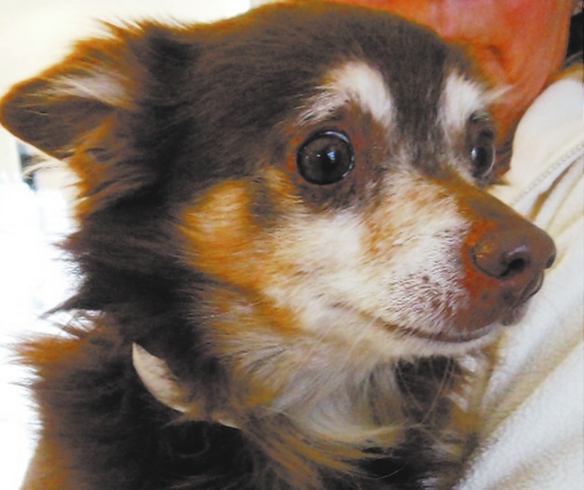 Rex. Foreclosed Upon Pets, Inc.: Rex is a male Chihuahua mix who is 7 years old and about 14 pounds. He was turned in by his owner. He gets along with other dogs and cats. He loves to snuggle and  ...