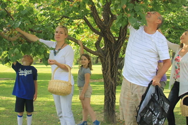 Volunteers pick apricots at a private Las Vegas orchard in June 2015. From left are King Alverson, his mom Elisabeth Scott, Hannah Wolfley, Monti Wolfley and Madison Wolfley. (Special to View)