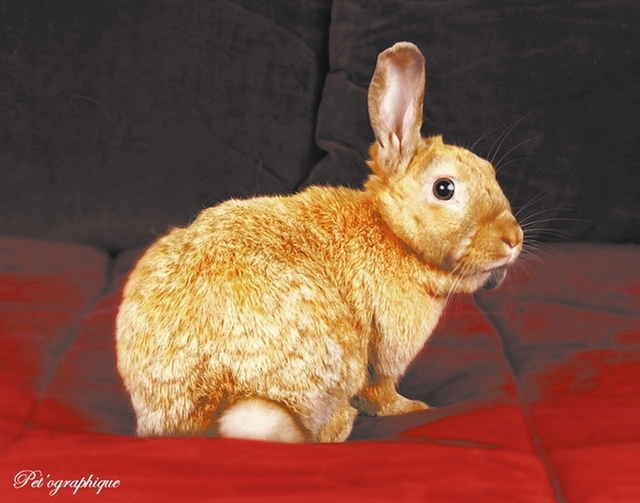 Harlow, Nevada SPCA: I need someone to love and offer a golden-hearted, tender presence. I am Harlow, a cinnamon and Dutch mix rescue bunny, a 1-year young spayed girl, ready for adoption to an in ...