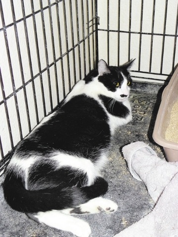 Diego, Paws 4 Love: Diego is a male 2-year-old tuxedo cat. He was hit by a car and had a broken pelvis, but he has healed and is ready to go home. He loves to play, does well with other cats and t ...