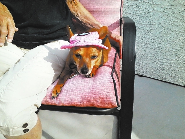 Marcia and Morris Baron of Las Vegas said, “Thank you Friends For Life for bringing Cara into our lives.” Cara added, “I am a 3-year-old Chihuahua/dachshund mix. I am mommy’s and daddy’s ...