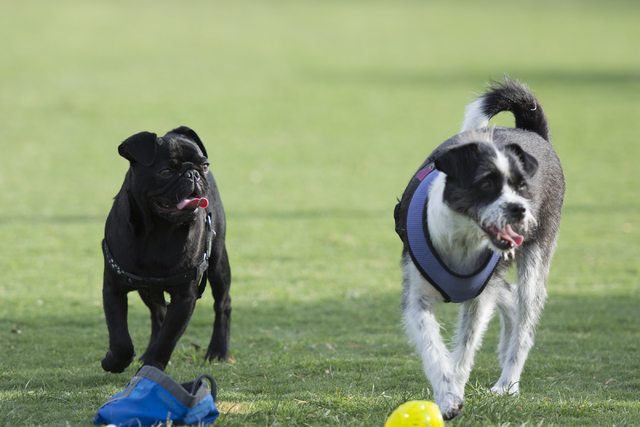 Dogs play at Heritage Bark Park in Henderson on Saturday, July 2, 2015. (Jason Ogulnik/Las Vegas Review-Journal)