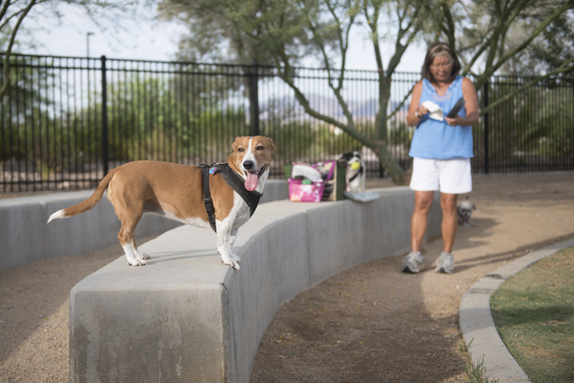 Cynthia Summerville spends time with dogs at Heritage Bark Park in Henderson on Saturday, July 2, 2015. (Jason Ogulnik/Las Vegas Review-Journal)