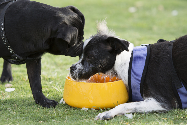 Dogs drink water at Heritage Bark Park  in Henderson on Saturday, July 2, 2015. (Jason Ogulnik/Las Vegas Review-Journal)