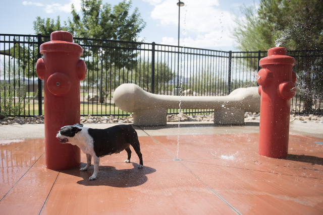Jose Prieto, watches his dog, Tina, at the dog friendly splash pad at Heritage Bark Park in Henderson on Saturday, July 5, 2015. (Jason Ogulnik/Las Vegas Review-Journal)