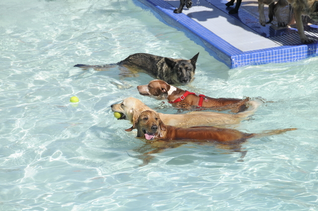 A group of dogs enjoy swimming at Black Mountain Aquatics Complex at the 2014 doggie paddle and play day. (Special to the Las Vegas Review-Journal)