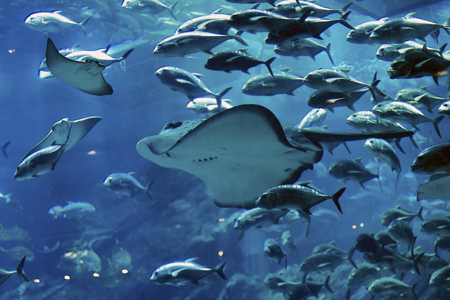 aquarium stingray (Thinkstock)