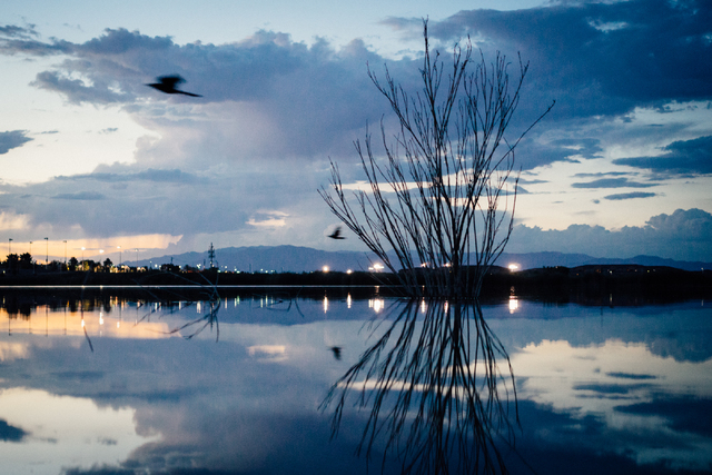 A bird flies over Cornerstone Park on Tuesday, July 7, 2015 in Henderson. Wednesday's high is expected to be around 100 degrees with no chance of rain. (James Tensuan/Las Vegas Review-Journal) Fol ...