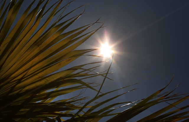 Piercing sun rays are seen through a palm tree on a hot day in Las Vegas, Saturday, June 27, 2015. An excessive heat warning will be in effect until 9 p.m. as temperatures are expected to reach 11 ...