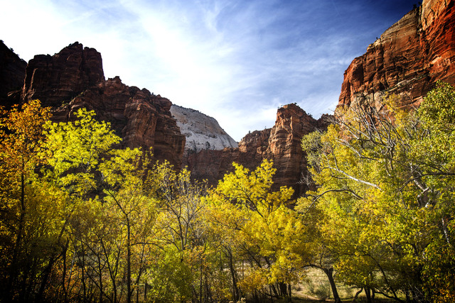 Leaves turning at  Zion National Park on Saturday, Nov.8, 2014. (Jeff Scheid/Las Vegas Review-Journal)