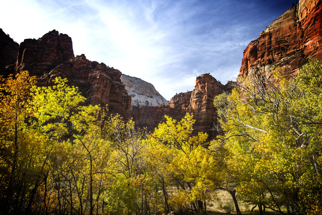 Leaves turning at Zion National Park on Saturday, Nov.8, 2014. (Jeff Scheid/Las Vegas Review-Journal)
