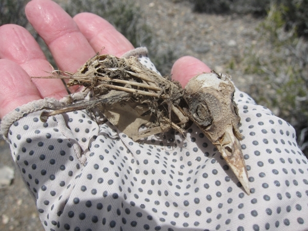 Liz Boone holds the skeleton of an ash-throated flycatcher found May 21 inside a hollow plastic pipe used to mark a mining claim on public land within the newly designated Basin and Range National ...