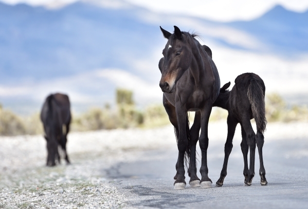 A young foal suckles from his mother as the pair wander near the community of Cold Creek on Friday, Aug. 28, 2015. (David Becker/Las Vegas Review-Journal)