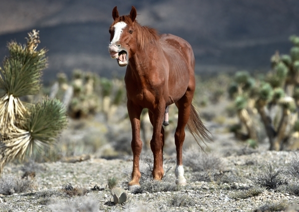 A wild horse appears to be yawning as it grazes near the community of Cold Creek on Friday, Aug. 28, 2015. (David Becker/Las Vegas Review-Journal)