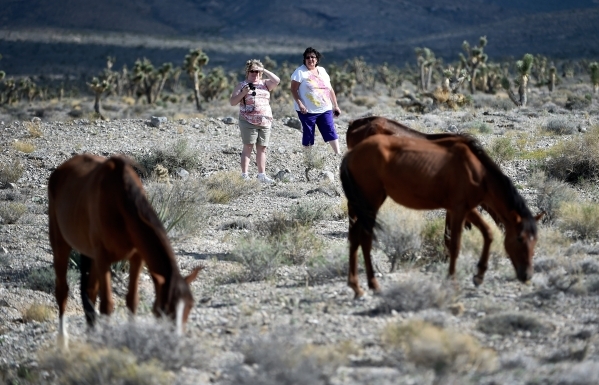 Tourists Candace Romano, left, and Judy Erich, both from Ohio, watch wild horses graze in the desert near the community of Cold Creek on Friday, Aug. 28, 2015. (David Becker/Las Vegas Review-Journal)