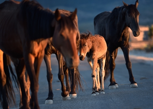 A young foal travels with its herd near the community of Cold Creek on Friday, July 24, 2015. (David Becker/Las Vegas Review-Journal)