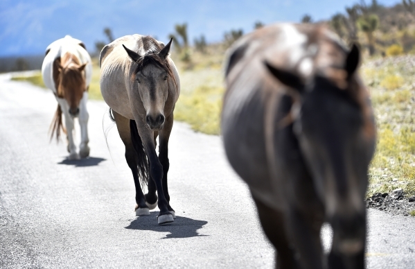 Wild horses travel along a road near the community of Cold Creek on Friday, Aug. 28, 2015. (David Becker/Las Vegas Review-Journal)