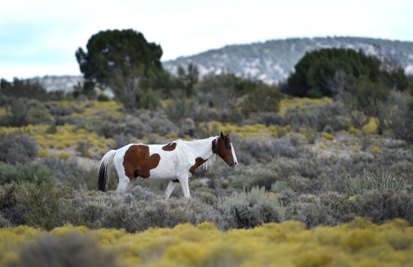 A wild horse makes his way across a field near the community of Cold Creek on Friday, Aug. 28, 2015. (David Becker/Las Vegas Review-Journal)