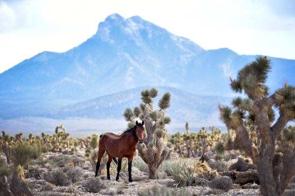 A stallion looks on near the community of Cold Creek on Friday, Aug. 28, 2015. (David Becker/Las Vegas Review-Journal)