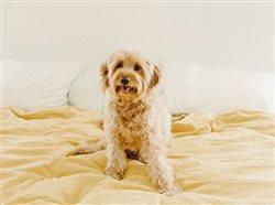 With great puppy comes great responsibility: 7 tips to dog-proof your home