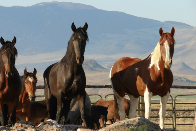Horses (File, Bureau of Land Management/Facebook)