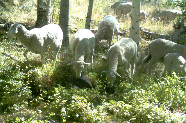A motion-detecting wildlife camera captures sheep grazing in Great Basin National Park. The Southern Nevada Water Authority owns the sheep, which have been trespassing in the park for years despit ...