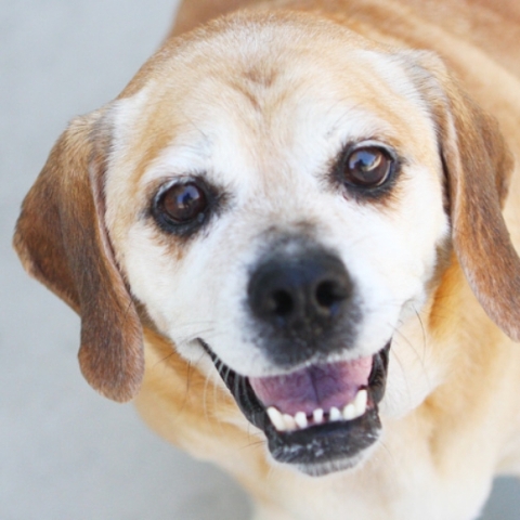 Coco, The Animal Foundation