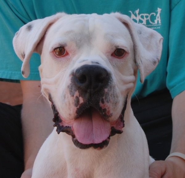 Yogi, Nevada SPCA