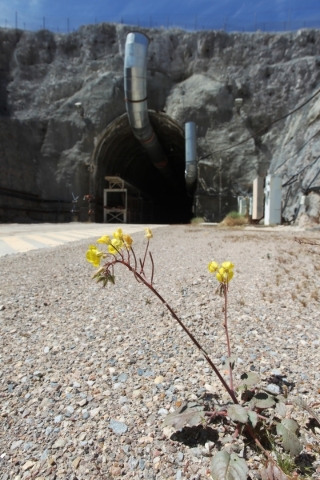 A flower blooms outside the north portal during a congressional tour of the Yucca Mountain exploratory tunnel Thursday, April 9, 2015. Sam Morris/Las Vegas Review-Journal File