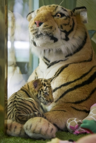 Six-week-old tiger cub Hirah snuggles with a stuffed toy companion as she is introduced at Siegfried & RoyÂ´s Secret Garden and Dolphin Habitat at The Mirage Hotel & Casino on Monday Sep ...