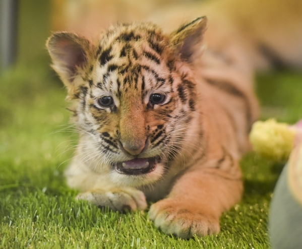 Six-week-old tiger cub Hirah is introduced with three siblings at Siegfried & RoyÂ´s Secret Garden and Dolphin Habitat at The Mirage Hotel & Casino on Monday Sept. 14, 2015. Four cubs, b ...