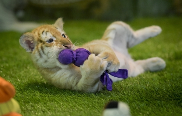 Six-week-old tiger cub Justice plays with a toy as he is introduced with three siblings at Siegfried & RoyÂ´s Secret Garden and Dolphin Habitat at The Mirage Hotel & Casino on Monday Sep ...