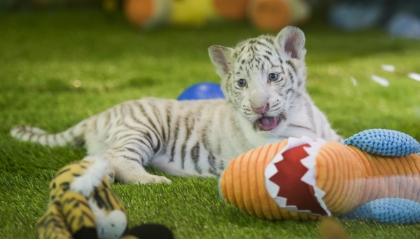 Six-week-old tiger cub Maharani is introduced with three siblings at Siegfried & RoyÂ´s Secret Garden and Dolphin Habitat at The Mirage Hotel & Casino on Monday Sept. 14, 2015. Four cubs ...