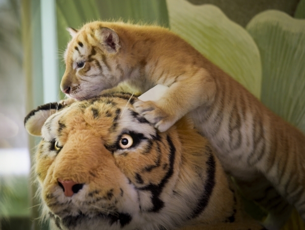 Six-week-old tiger cub Justice perches atop a stuffed toy companion for a view out a window as he is introduced at Siegfried & RoyÂ´s Secret Garden and Dolphin Habitat at The Mirage Hotel &a ...