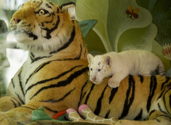 Six-week-old tiger cub Liberty climbs over a stuffed toy companion as she is introduced at Siegfried & RoyÂ´s Secret Garden and Dolphin Habitat at The Mirage Hotel & Casino on Monday Sep ...