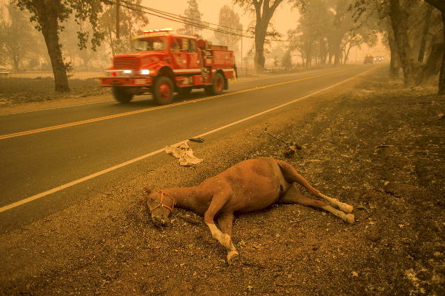 A dead horse lies beside Highway 175 after the Valley Fire raged through Middletown, California September 13, 2015.  (Noah Berger/Reuters)