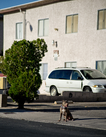 A dog sits in front of a building where a shooting Thursday night, Sept. 17, 2015, resulted in the death of one man and the injury of another in the 2200 block of Exeter Drive in east Las Vegas. ( ...