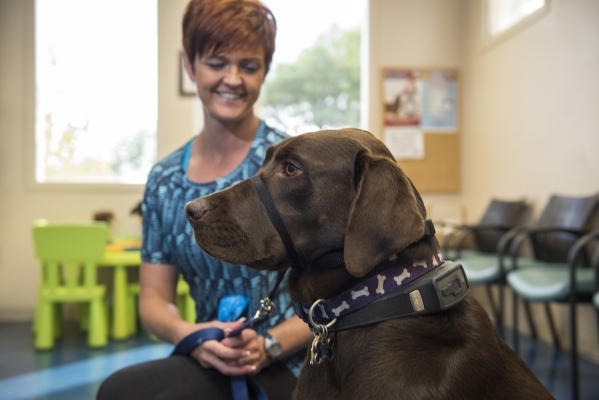 Smart collar for dogs monitors activity, providing clues to health and  wellness